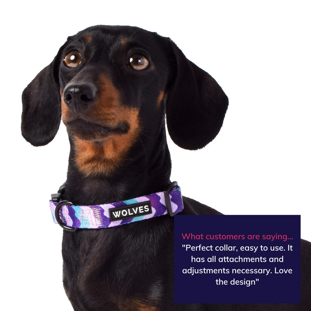 Wolves of Wellington dog collar - sulley