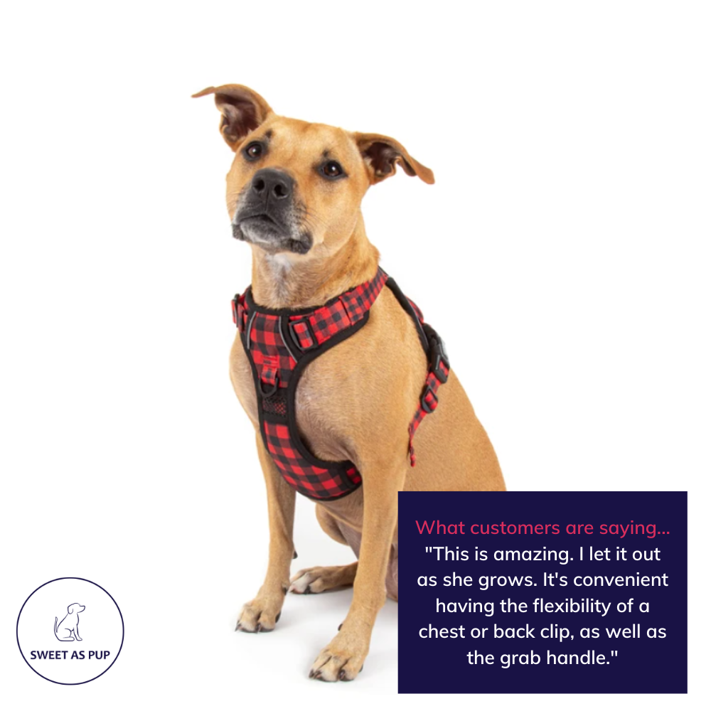 Big and Little Dogs all-rounder harness - plaid to the bone