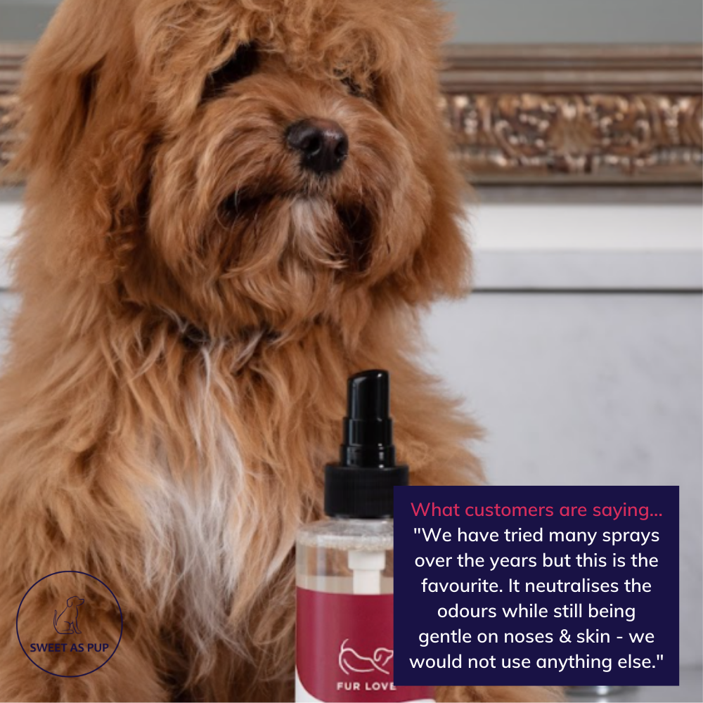 Fur Love kombucha powered micellar cleansing spritz for dogs
