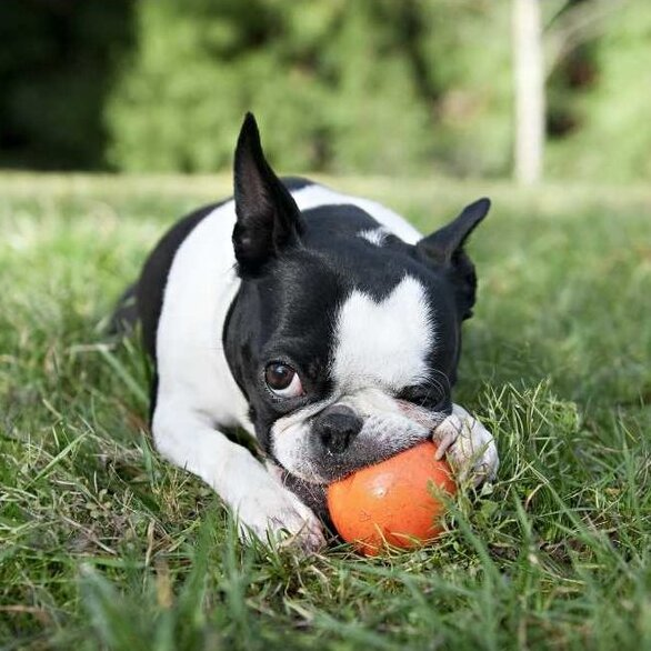 West Paw Zogoflex jive dog ball - orange