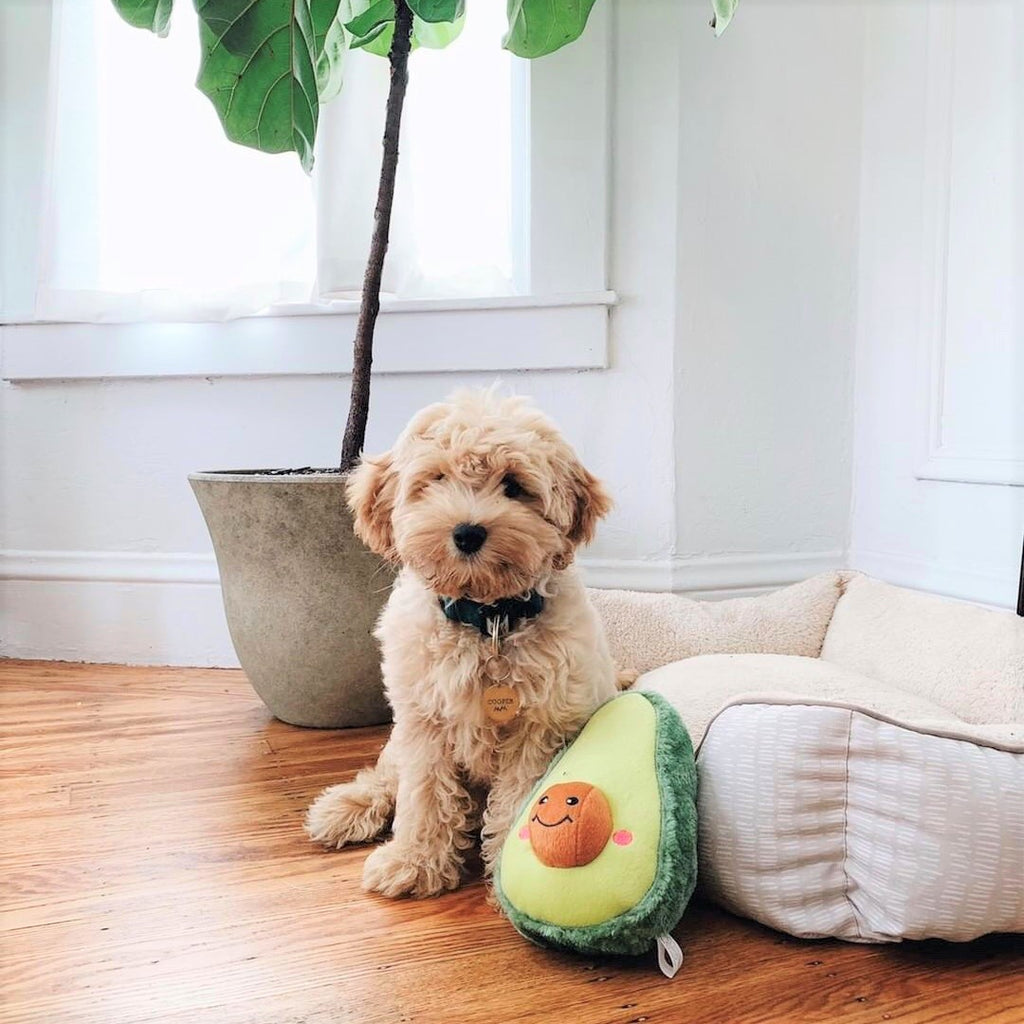 Zippy Paws NomNomz avocado dog toy
