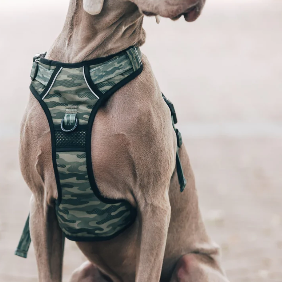 Big & Little Dogs all-rounder harness - Camouflaged