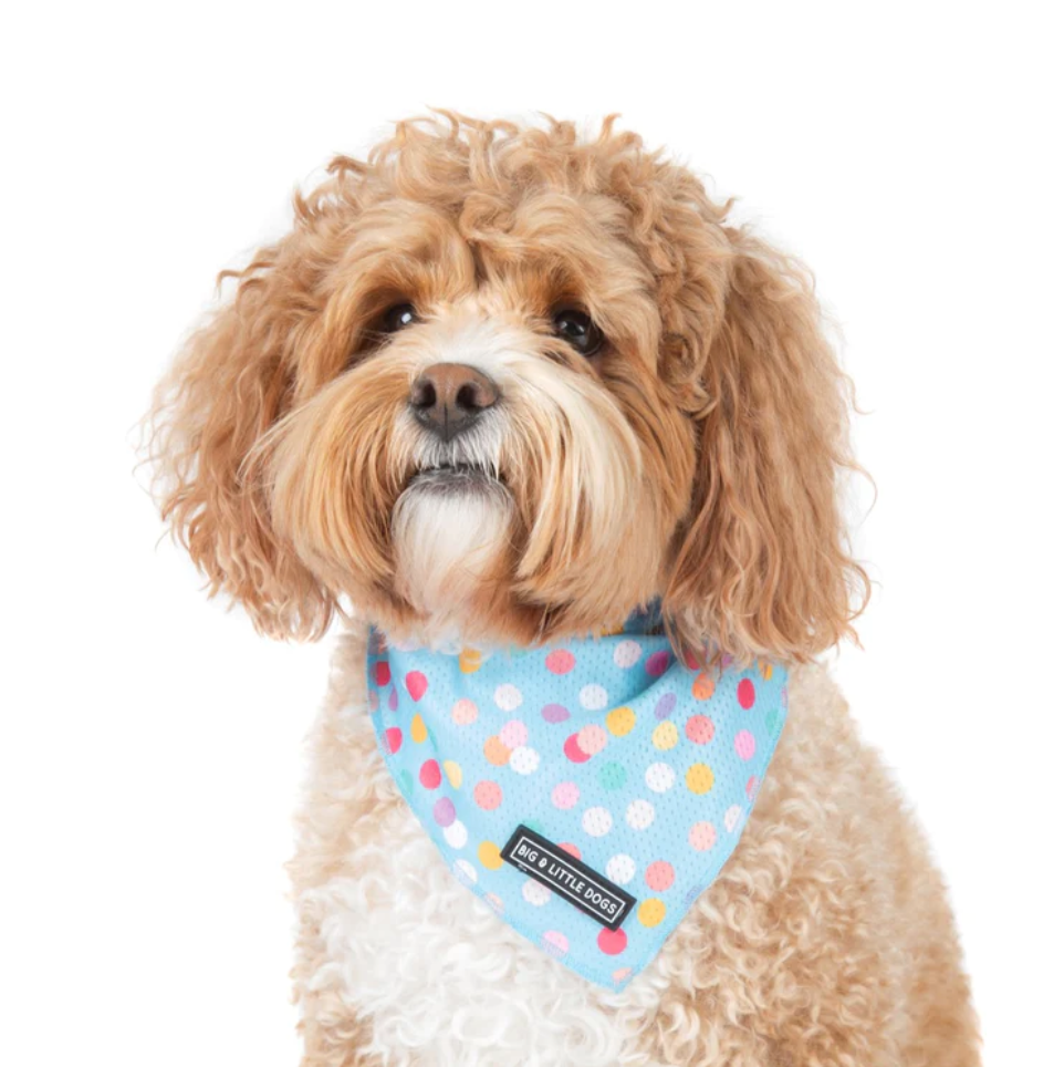 Big and Little Dogs bandana - Blue confetti