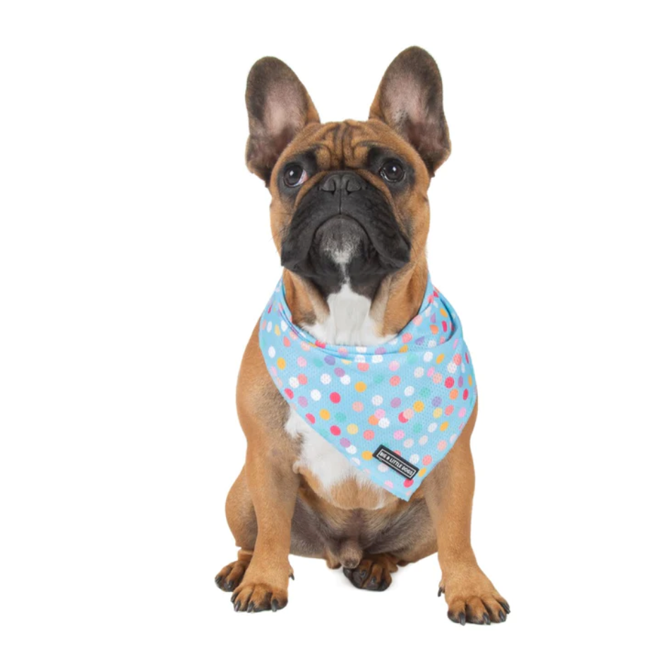 Big and Little Dogs bandana - Blue confetti