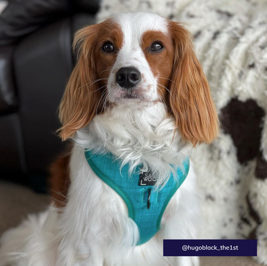 Sassy Woof adjustable dog harness - Napa - cavalier