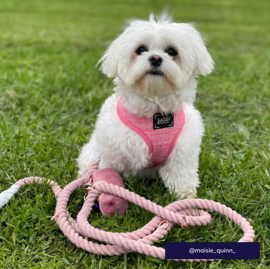 Reversible harness - Dolce rose - Sweet As Pup