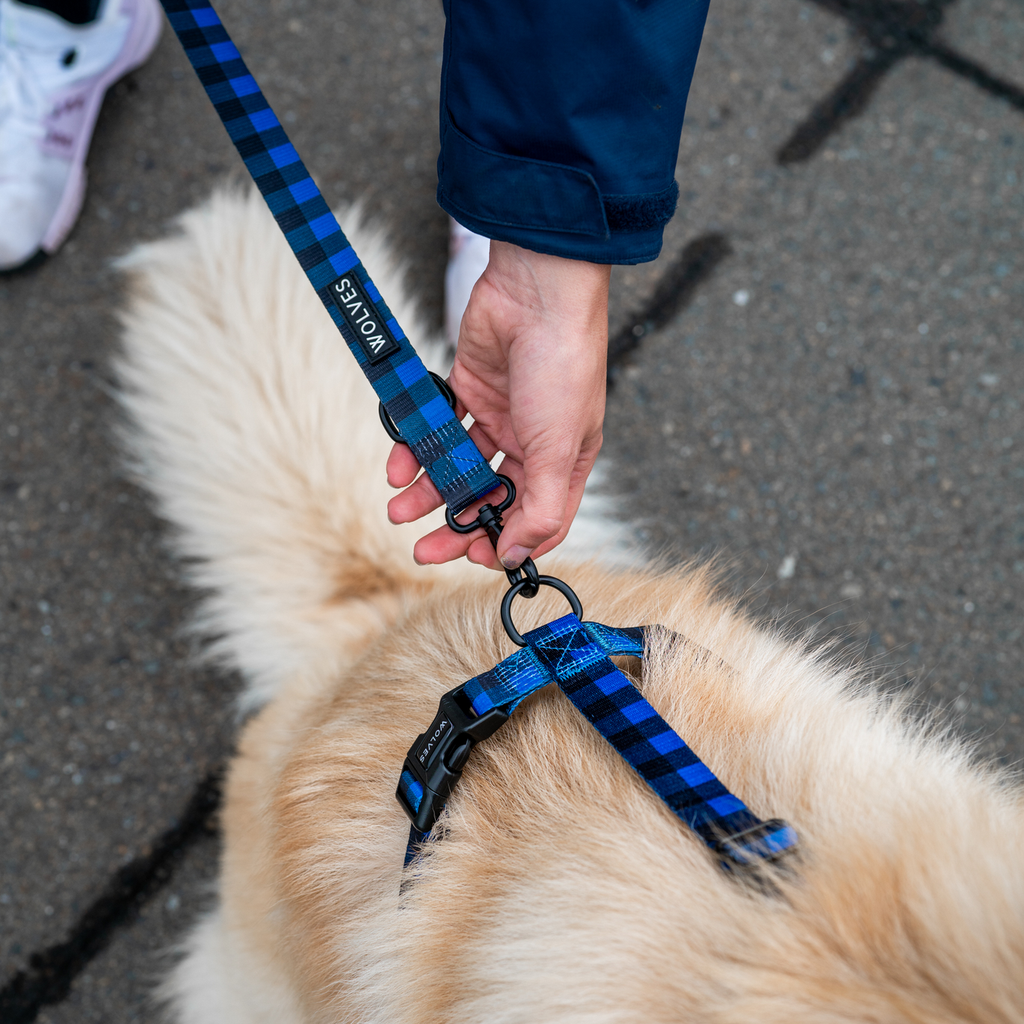 Wolves of Wellington all-purpose dog harness - luey