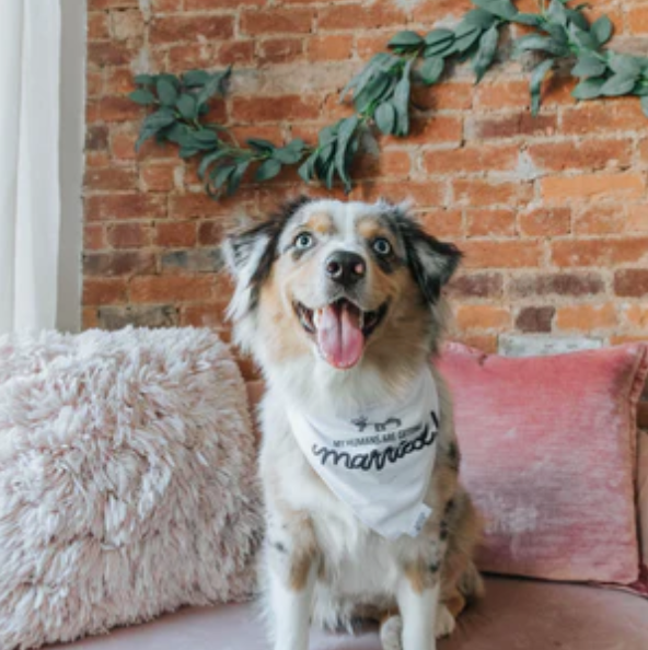 Sassy Woof dog bandana - My humans are getting married