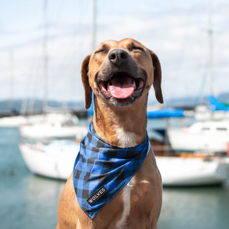 Wolves of Wellington dog bandana - Luey