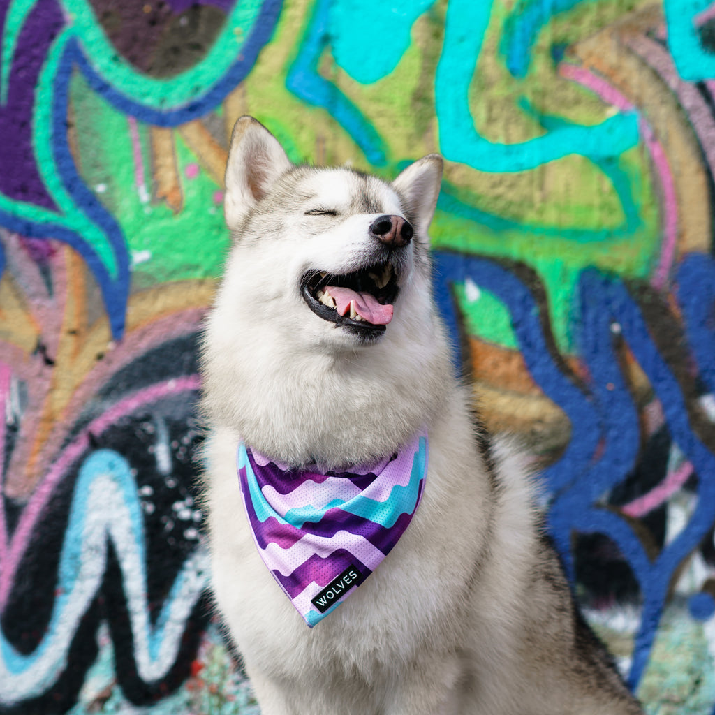 Wolves of Wellington dog bandana - Sulley